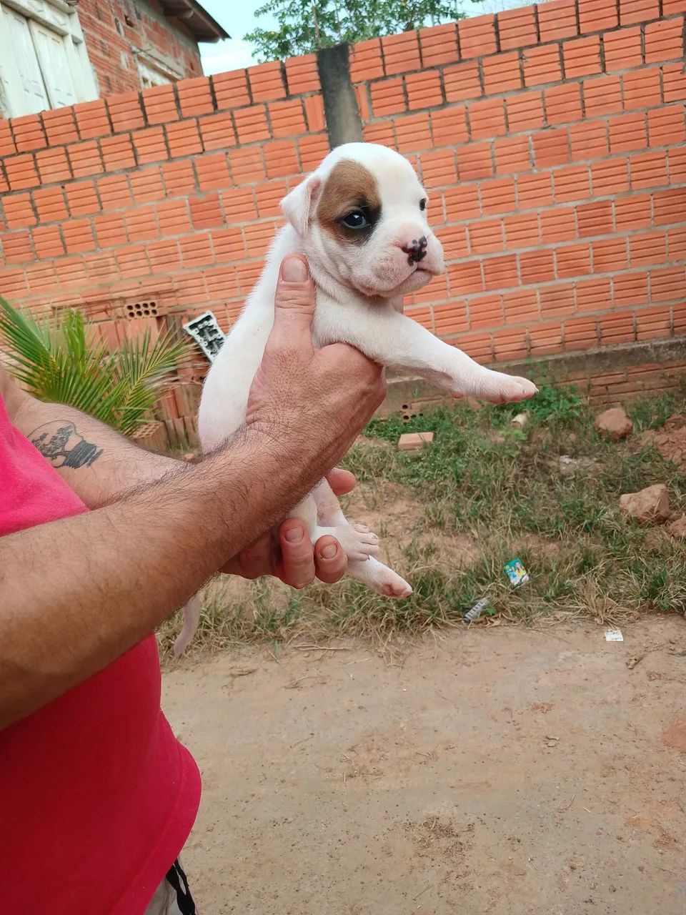 Filhotes de Box