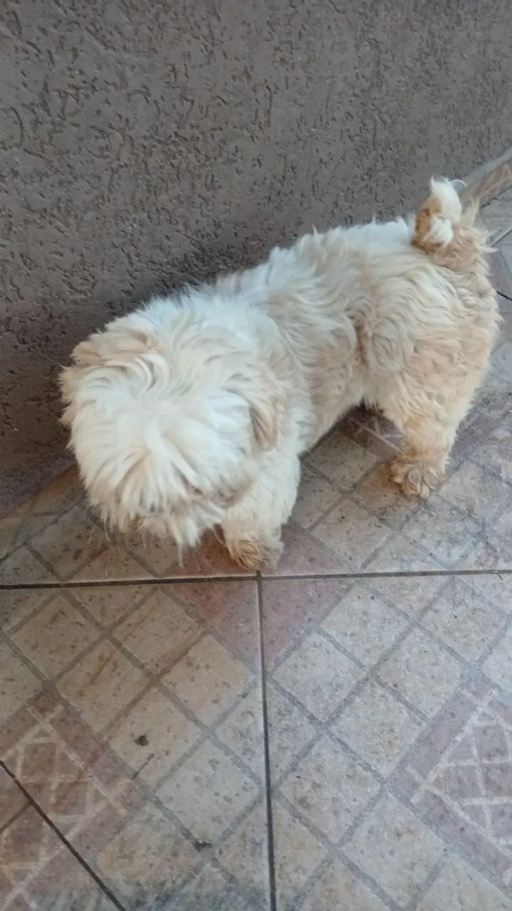 Shitzu - Foto 3