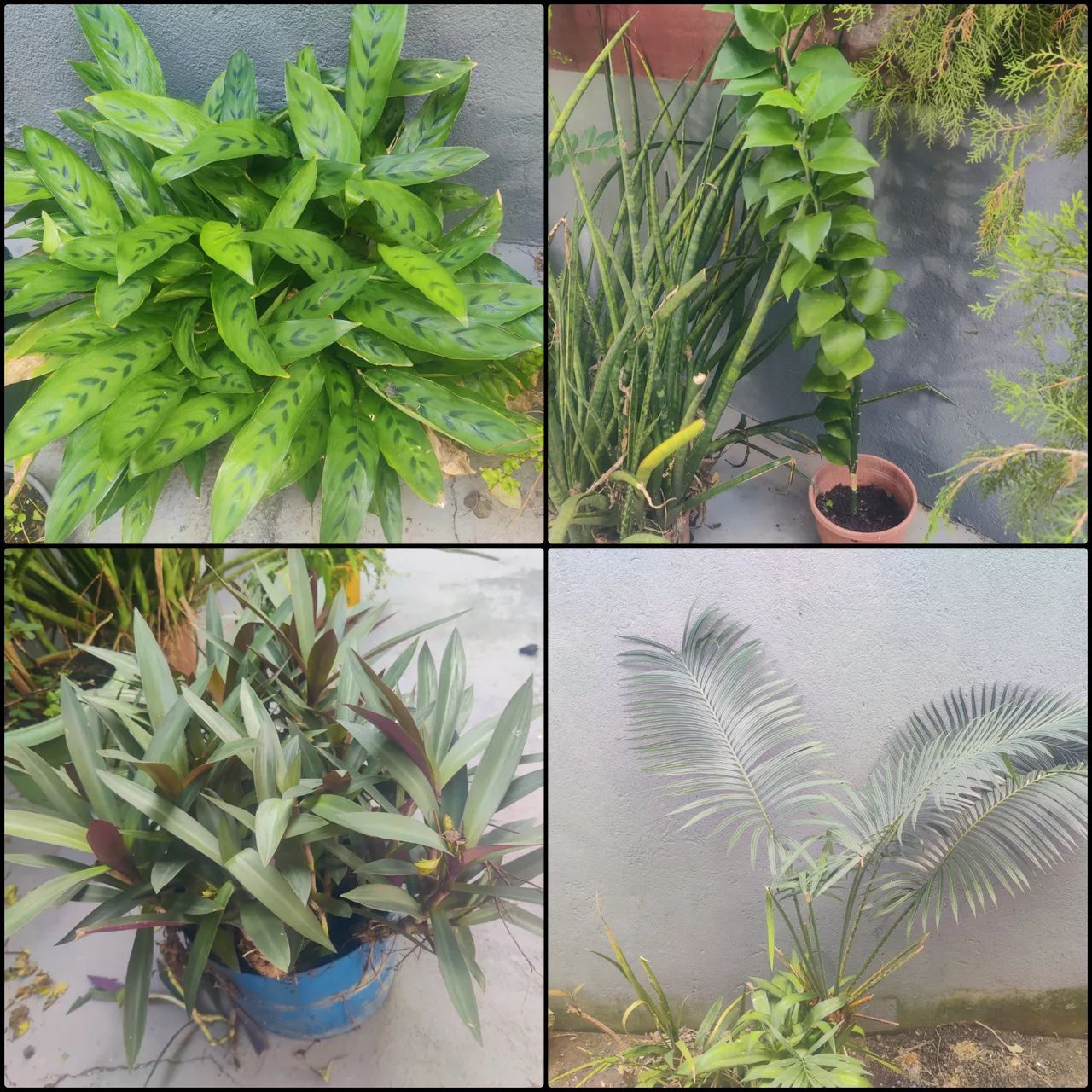 Plantas diversas  - Foto 2