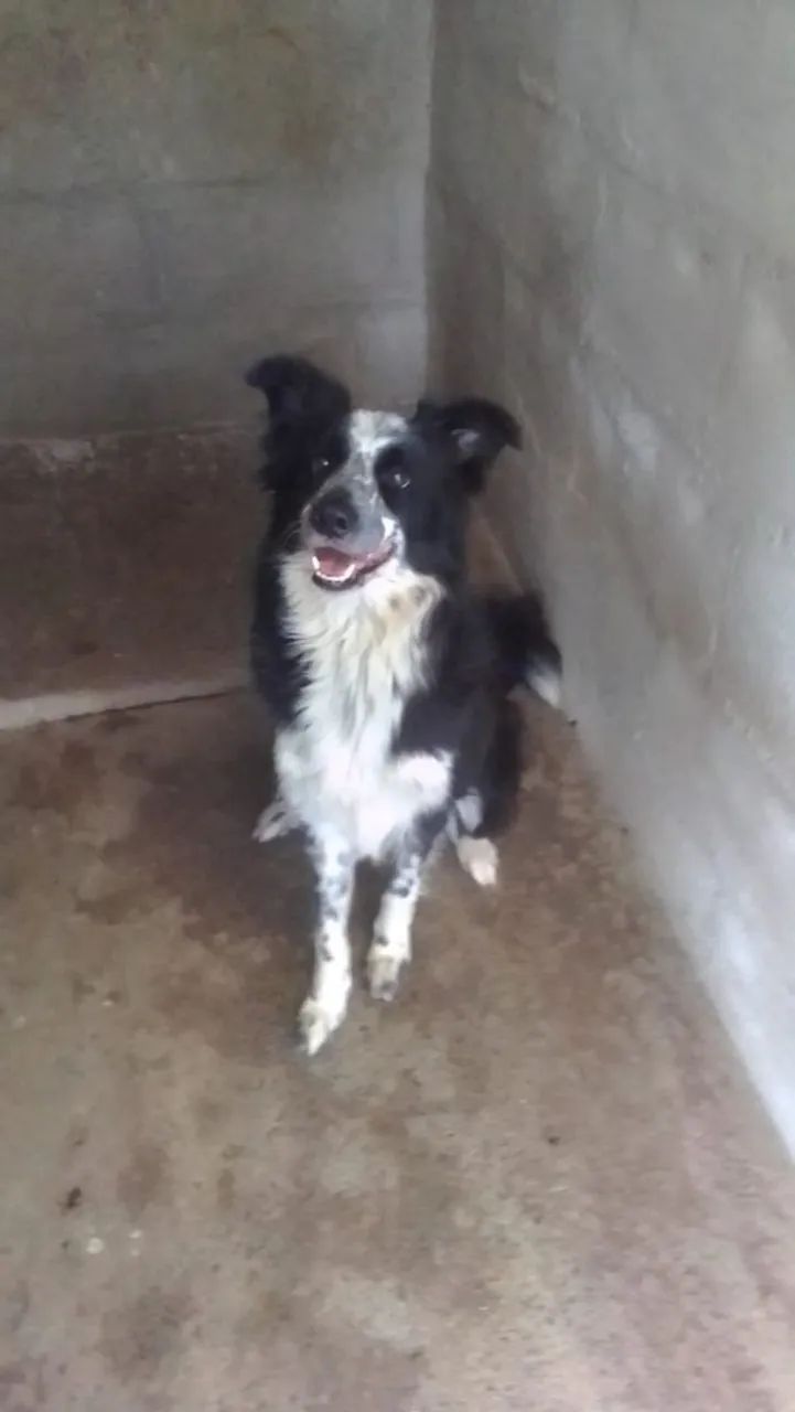 BORDER COLLIE - Foto 4