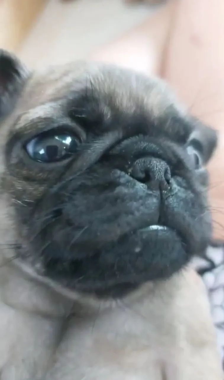 Pug - Foto 2