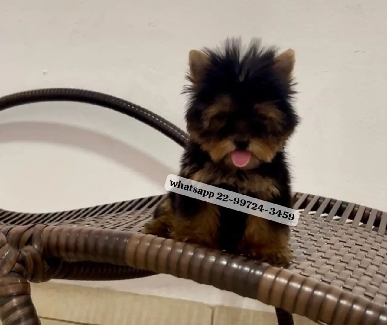 Yorkshire micro terrier com pedigree! - Foto 5