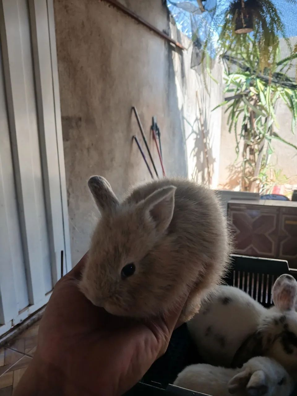 Gaiola, hamster, coelhos