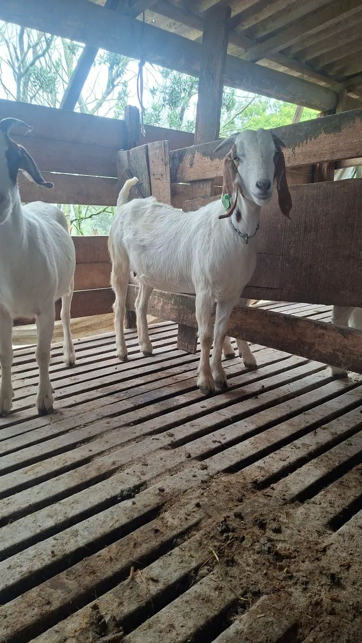 Cabras prenhas  - Foto 4
