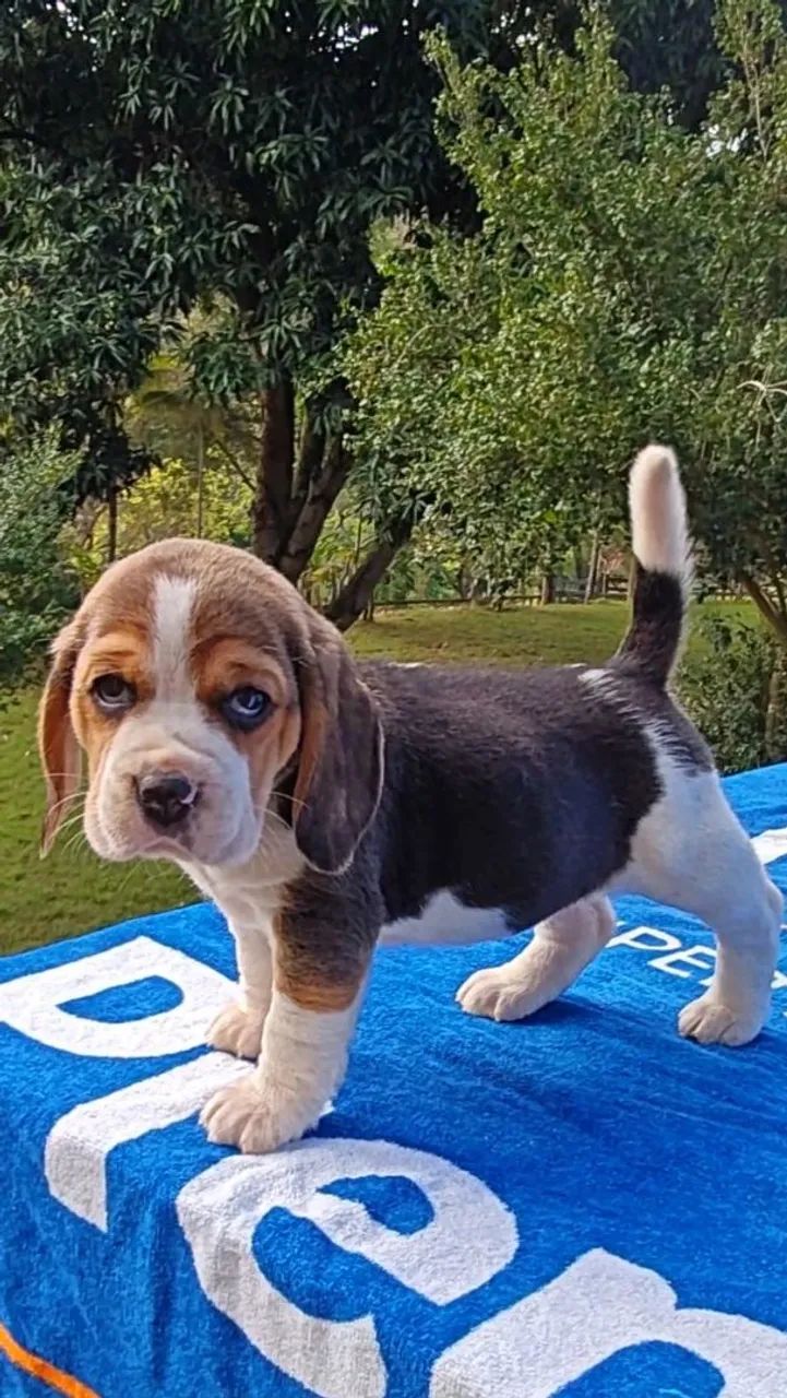 Belíssimos filhotes de Beagle  - Foto 5