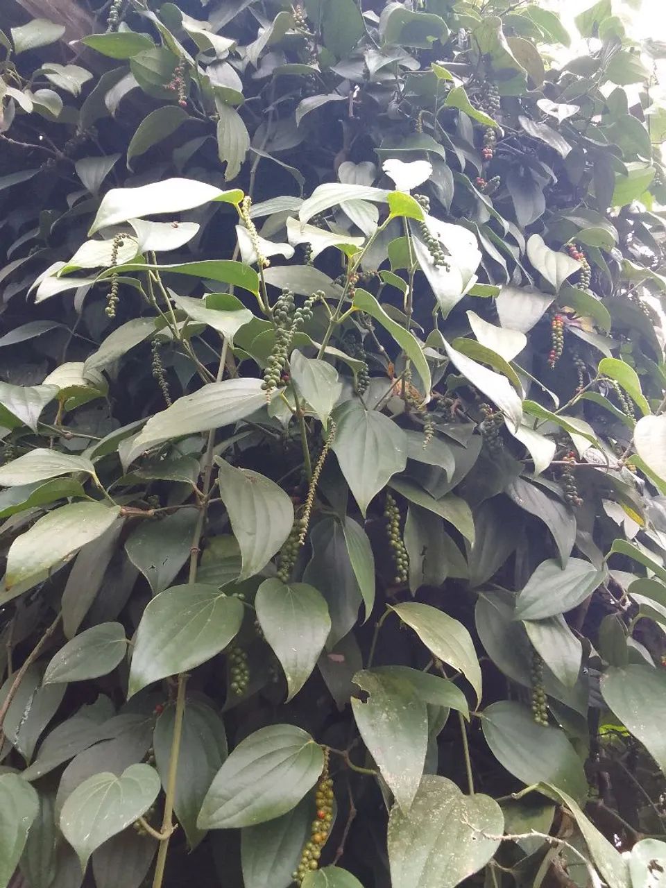 Mudas de pimenta do reino - Foto 2