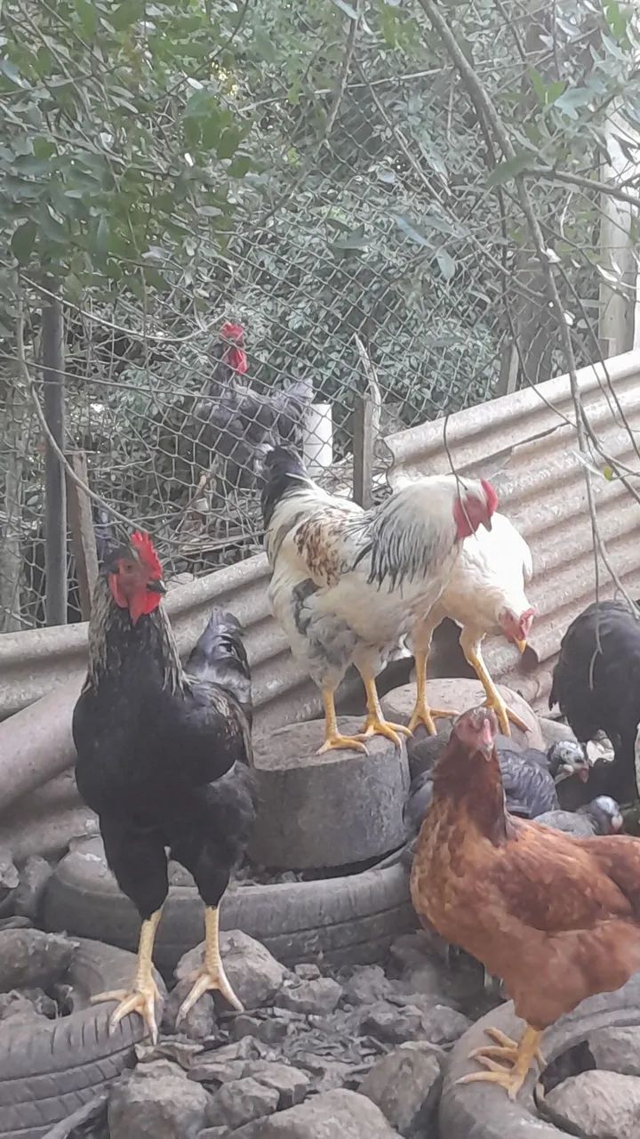 Vendo  galos e  galinhas 