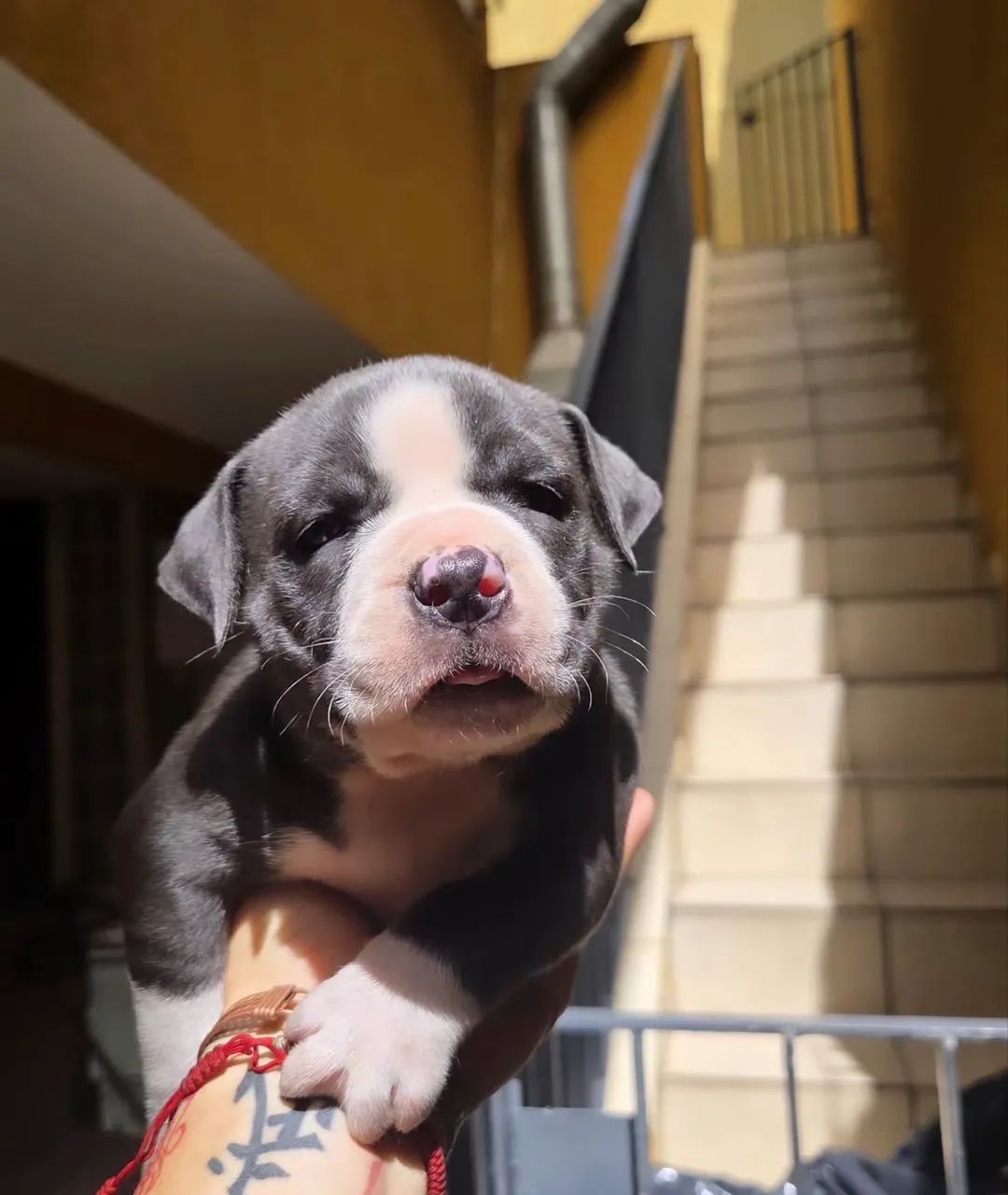 American Bully 