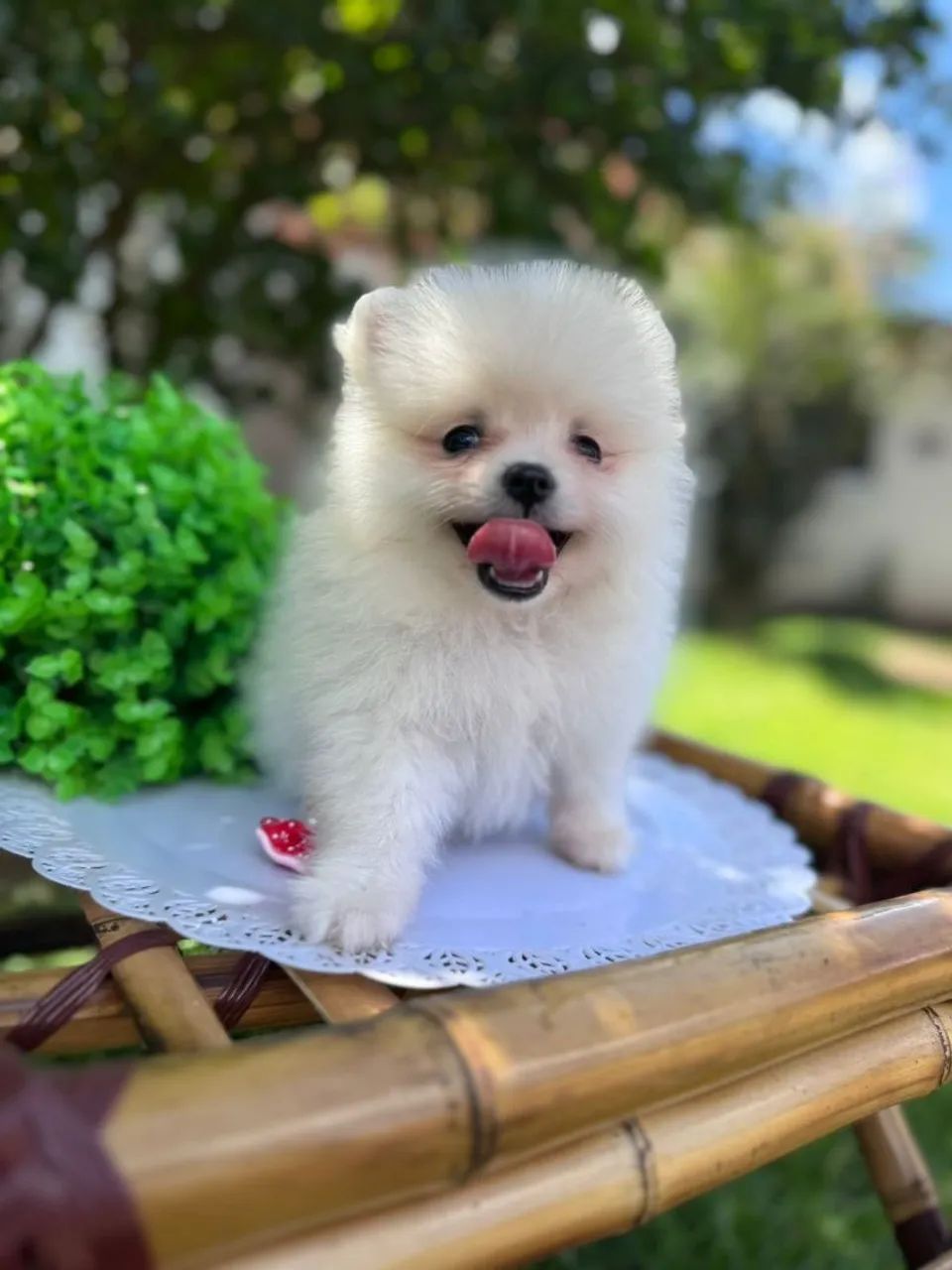 Lulu da Pomerânia fêmea  - Foto 3
