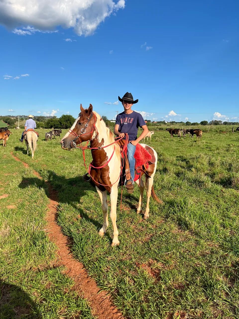 Coberturas - Cavalo Mangalarga