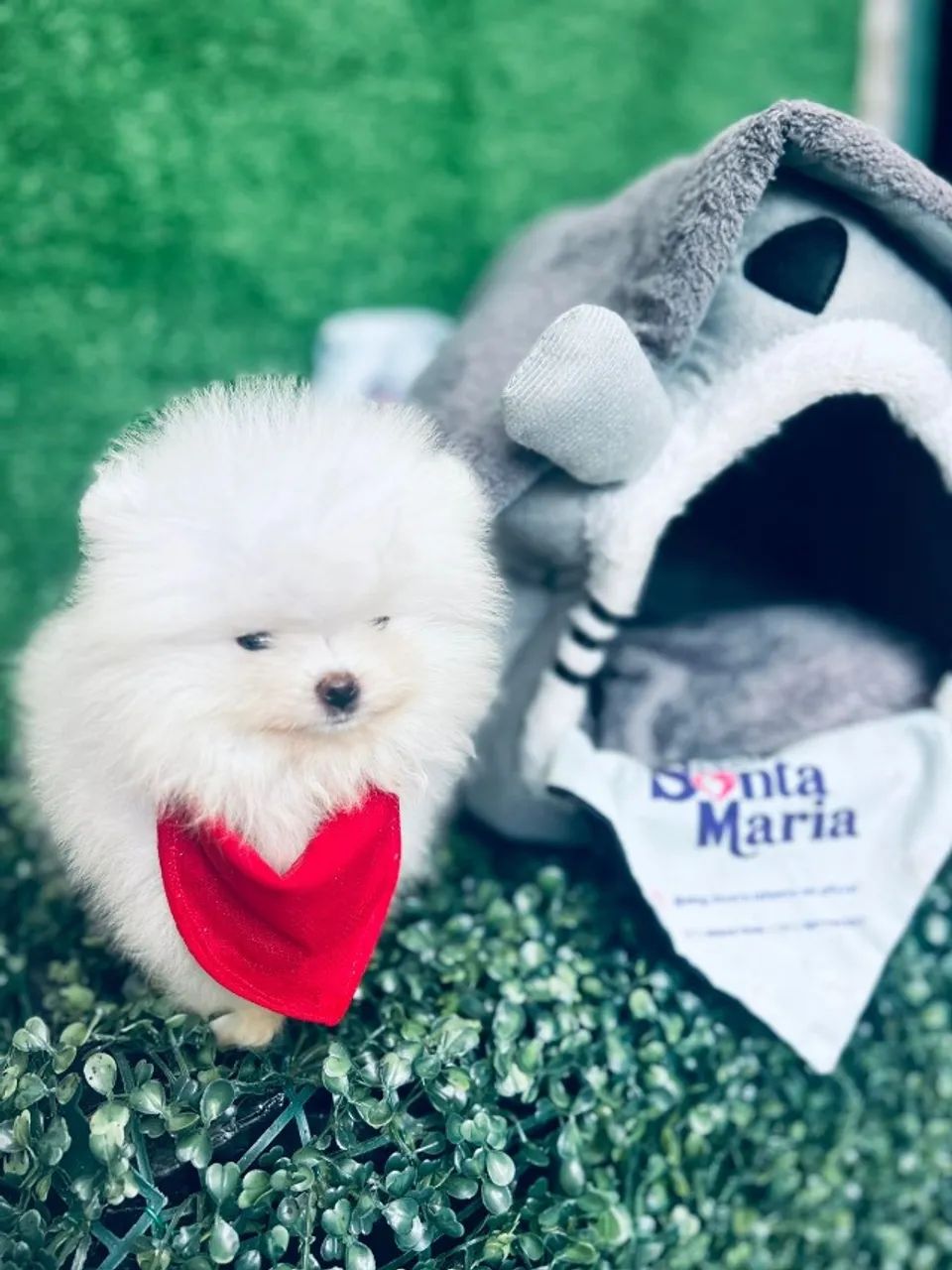 spitz alemão anao miniatura branquinho ursinho  - Foto 5