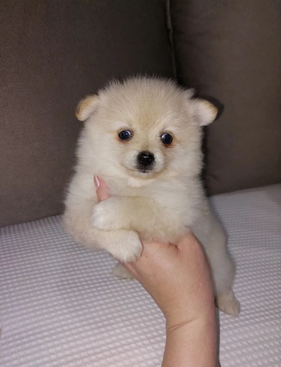 Filhotes de Spitz alemão  - Foto 2