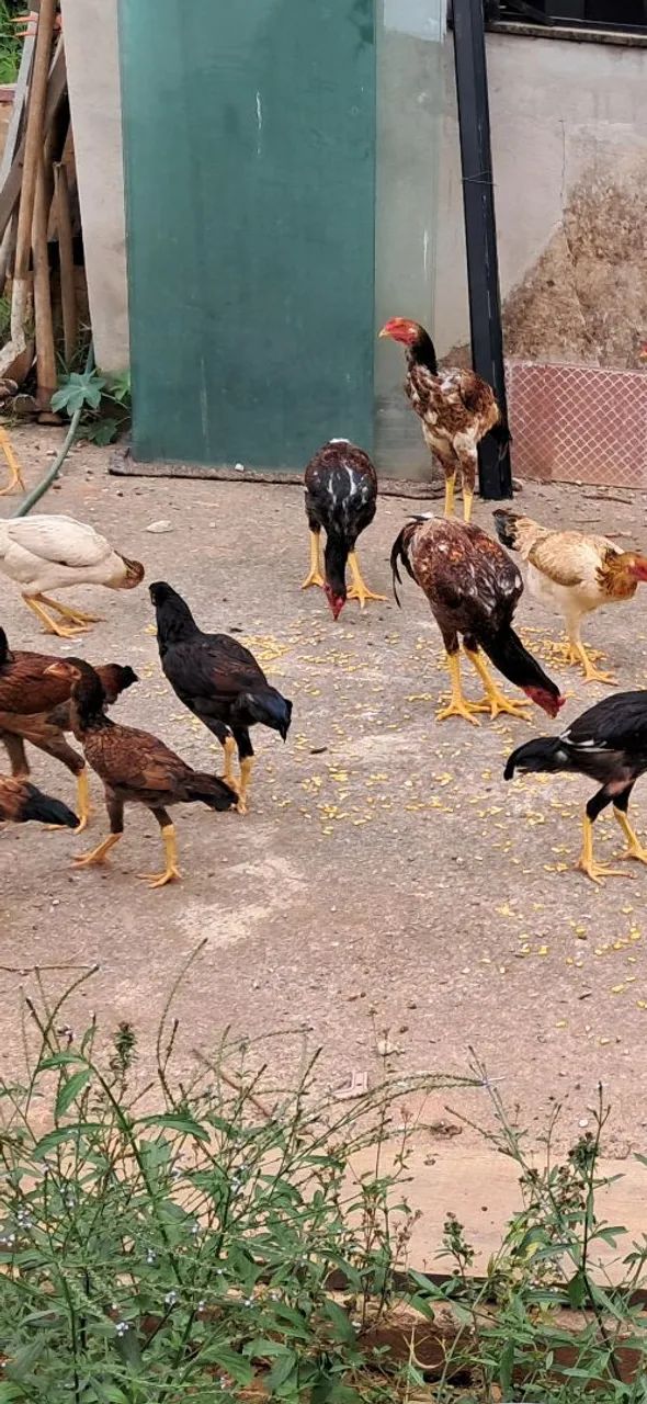 Galinhas caipira  - Foto 2
