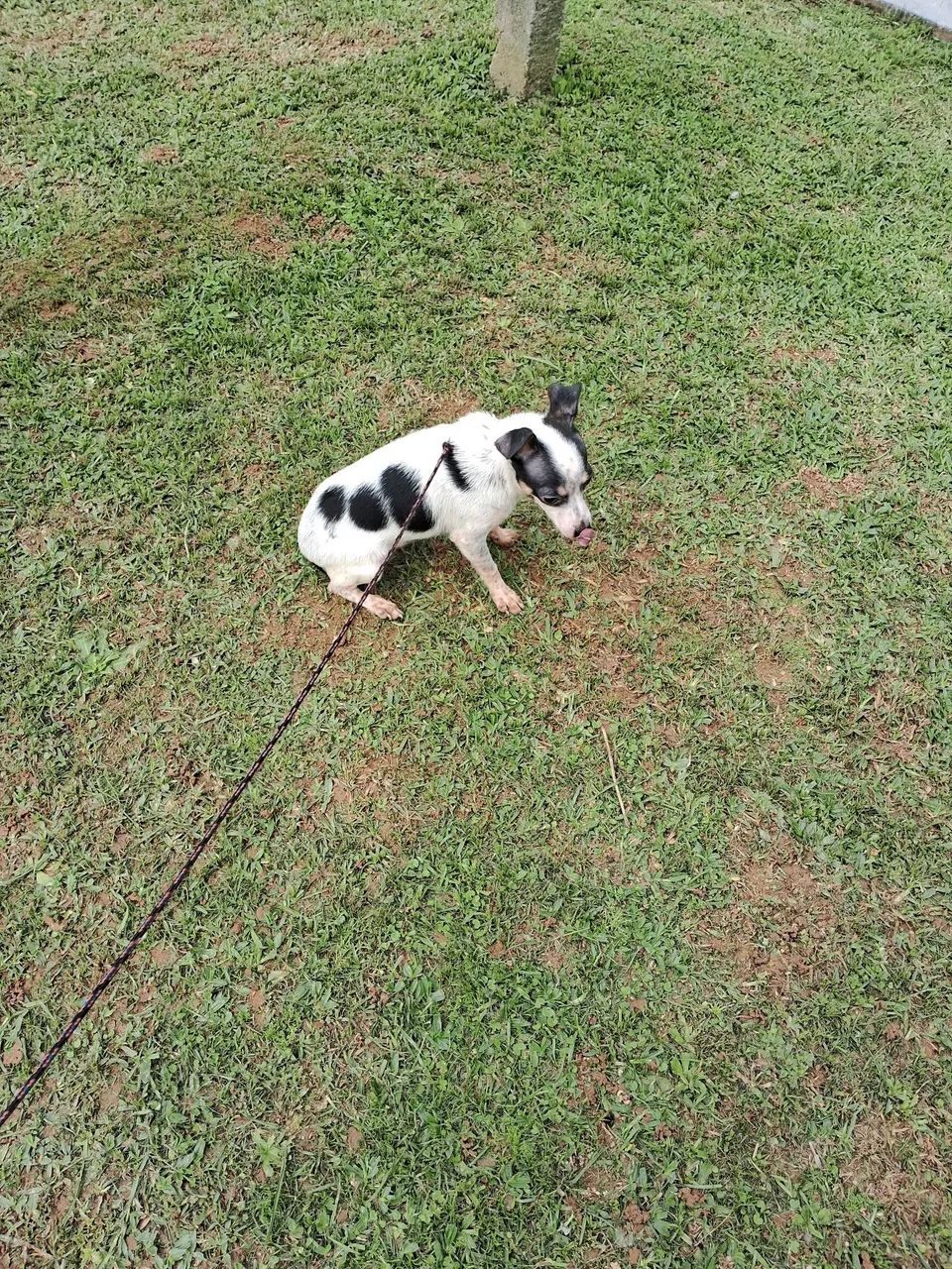 Animal de estimaçao  - Foto 3