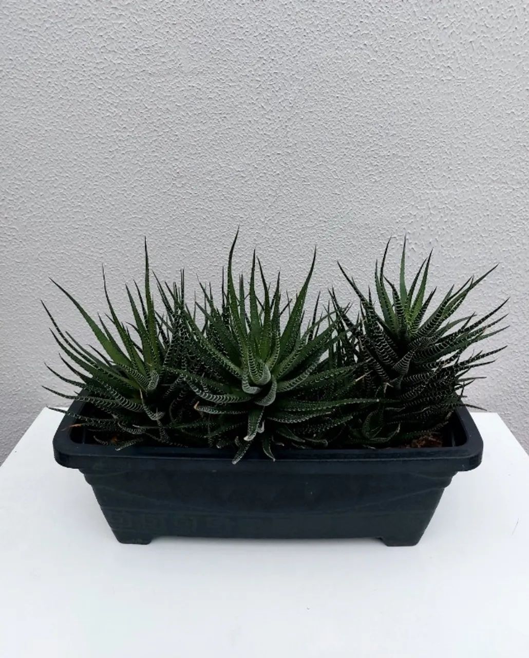 Jardineira com Suculenta Haworthia Fasciata (Planta-zebra)