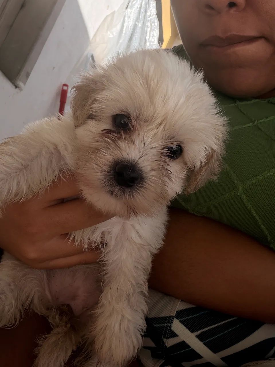 VENDE SE CACHORRO  - Foto 2
