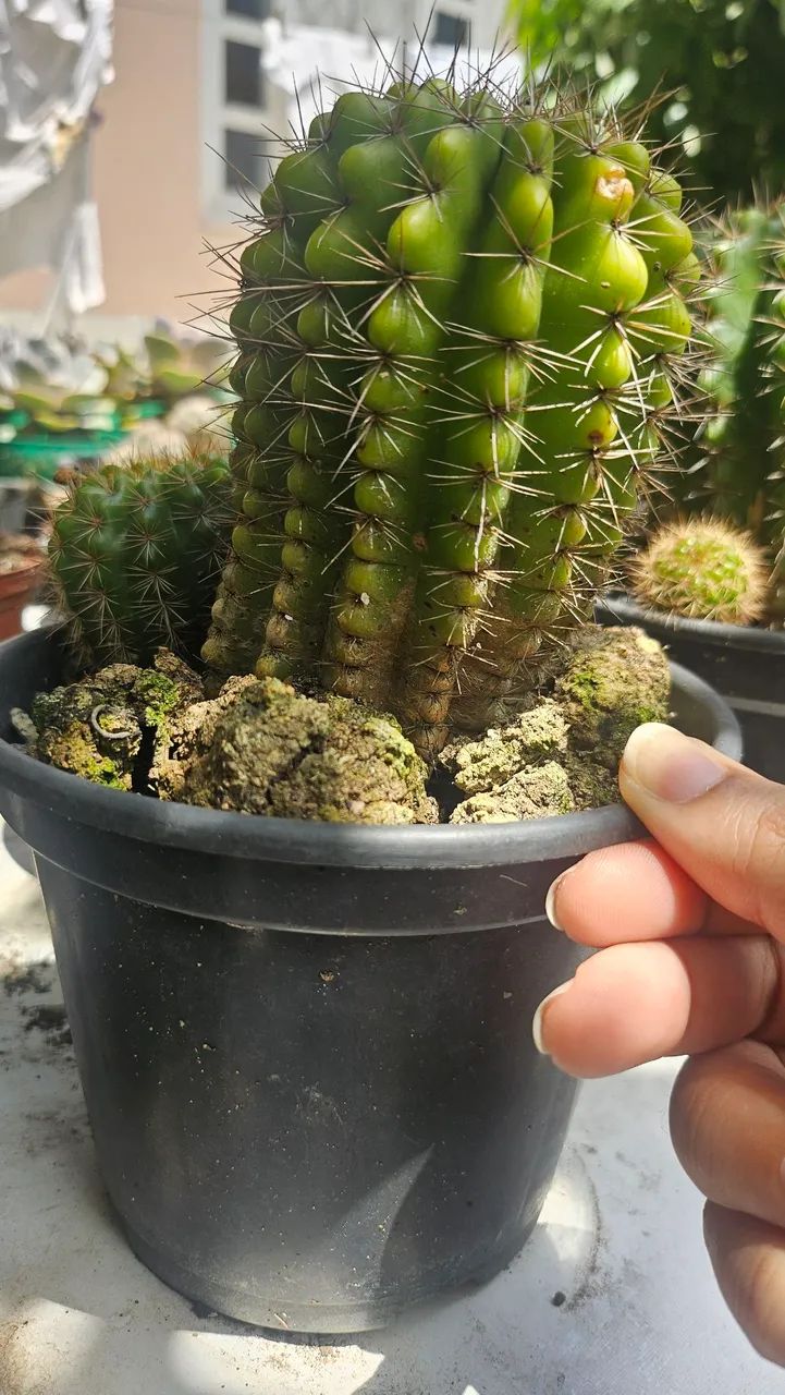 Cacto