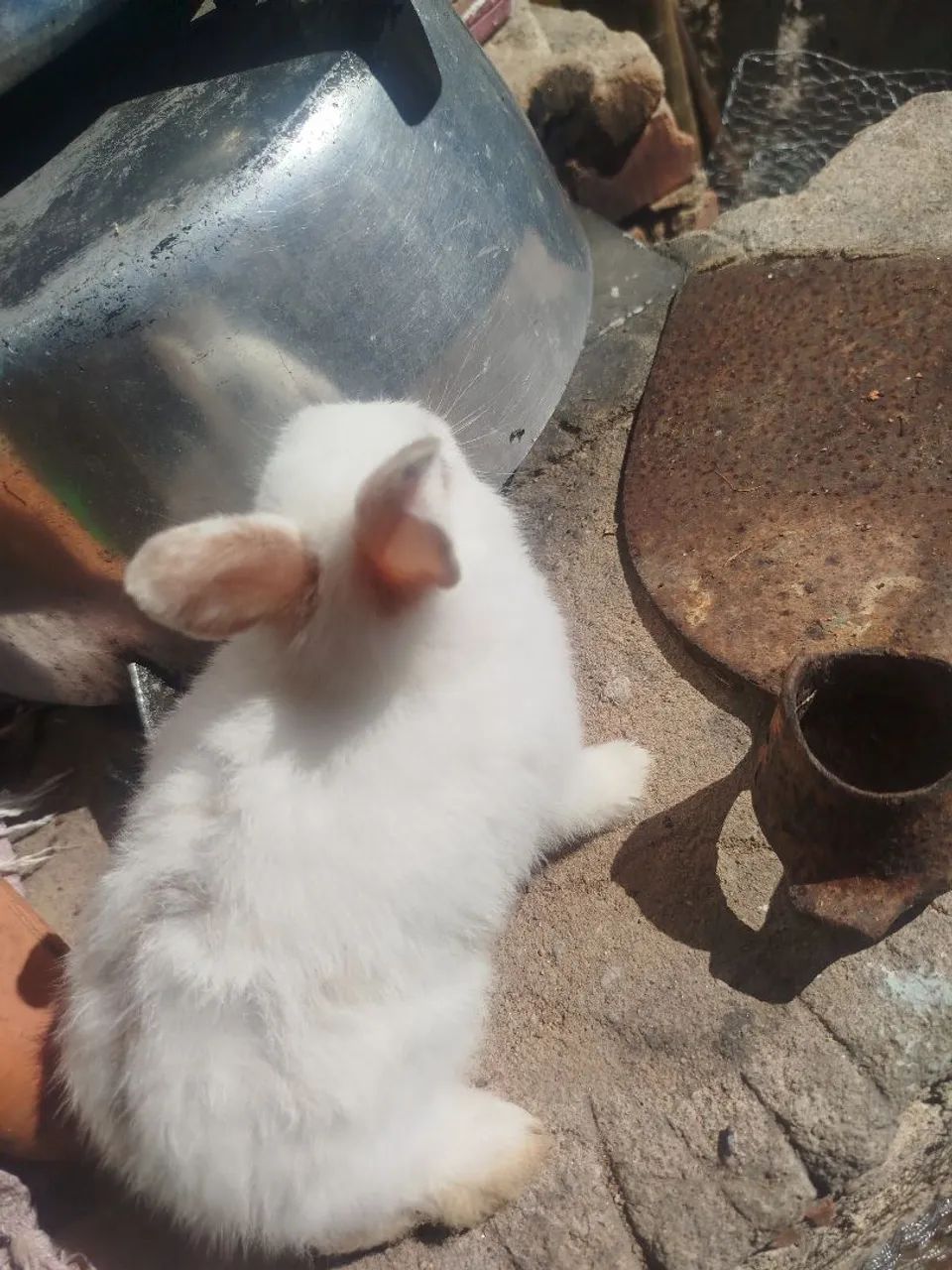 Coelhos lindos a venda - Foto 3