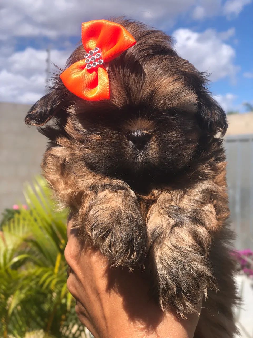 Shihtzu mini! - Foto 3