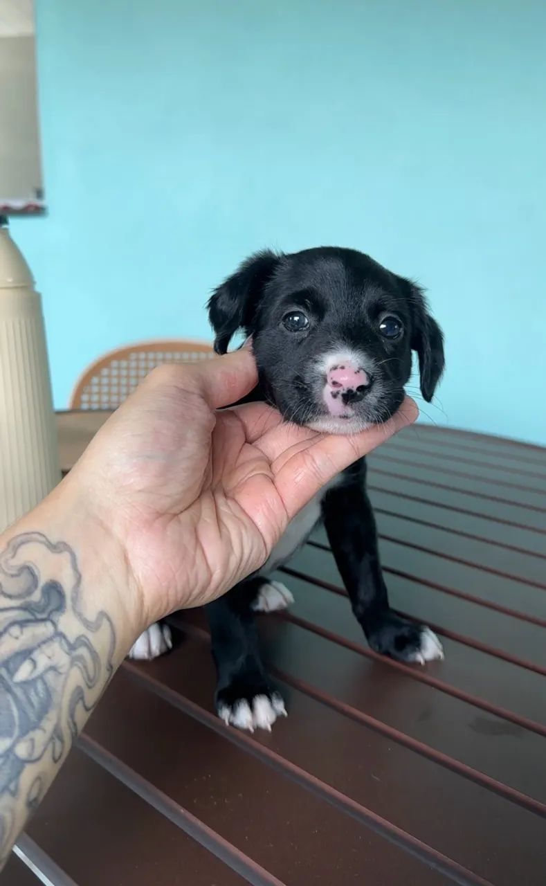 Filhote macho SRD para adoção  - Foto 3