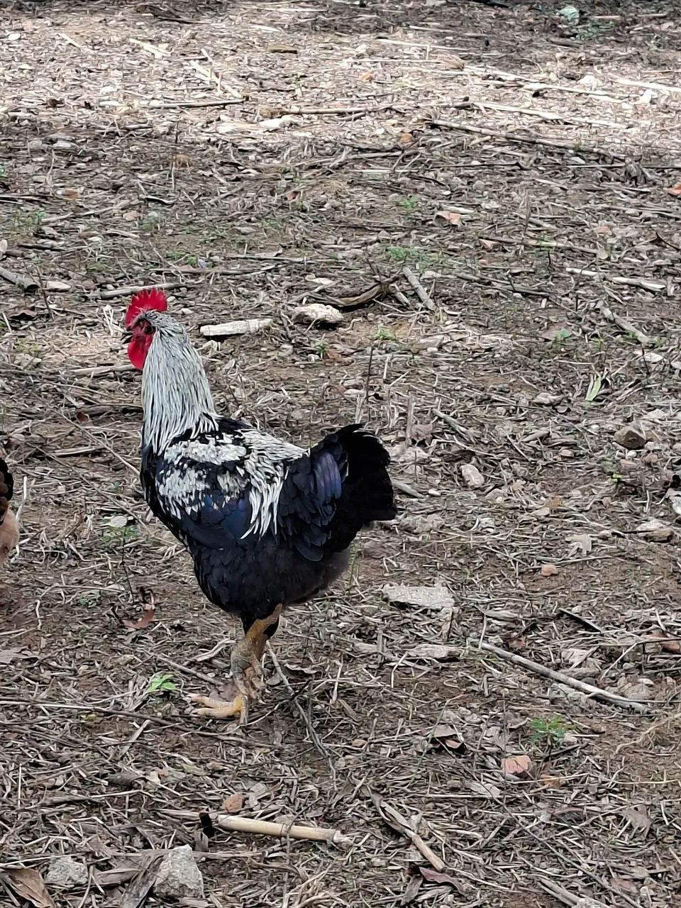 Frango caipira com gsb  - Foto 4