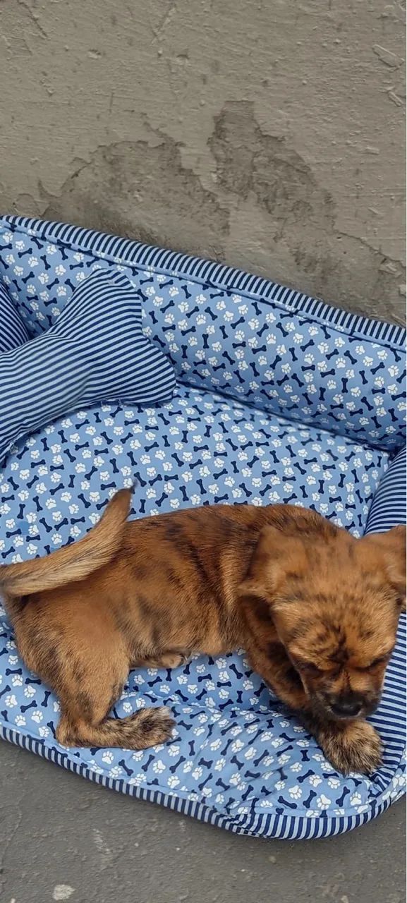 Doação de cachorro  - Foto 2