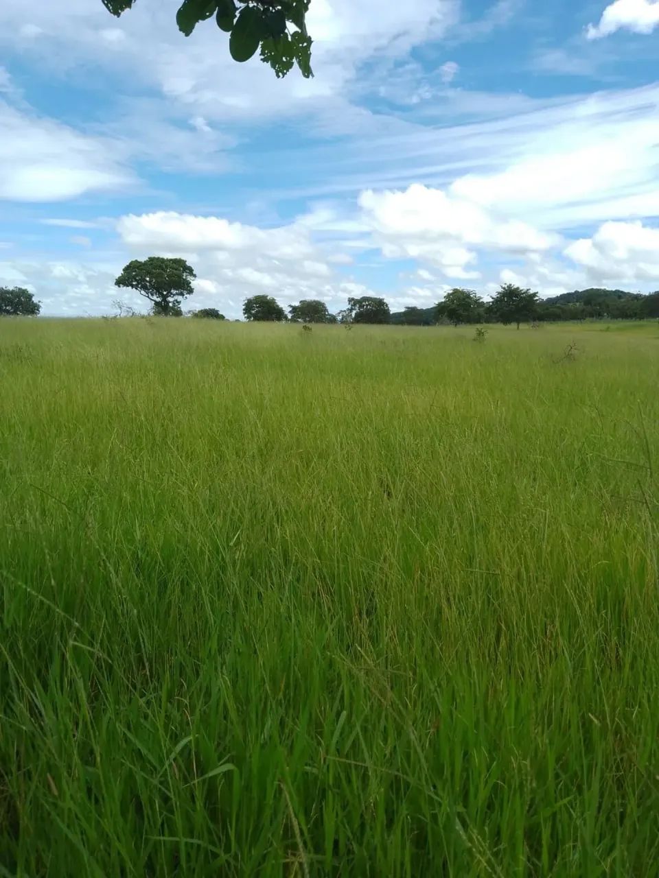 Fazenda Amorinopolis - Foto 2