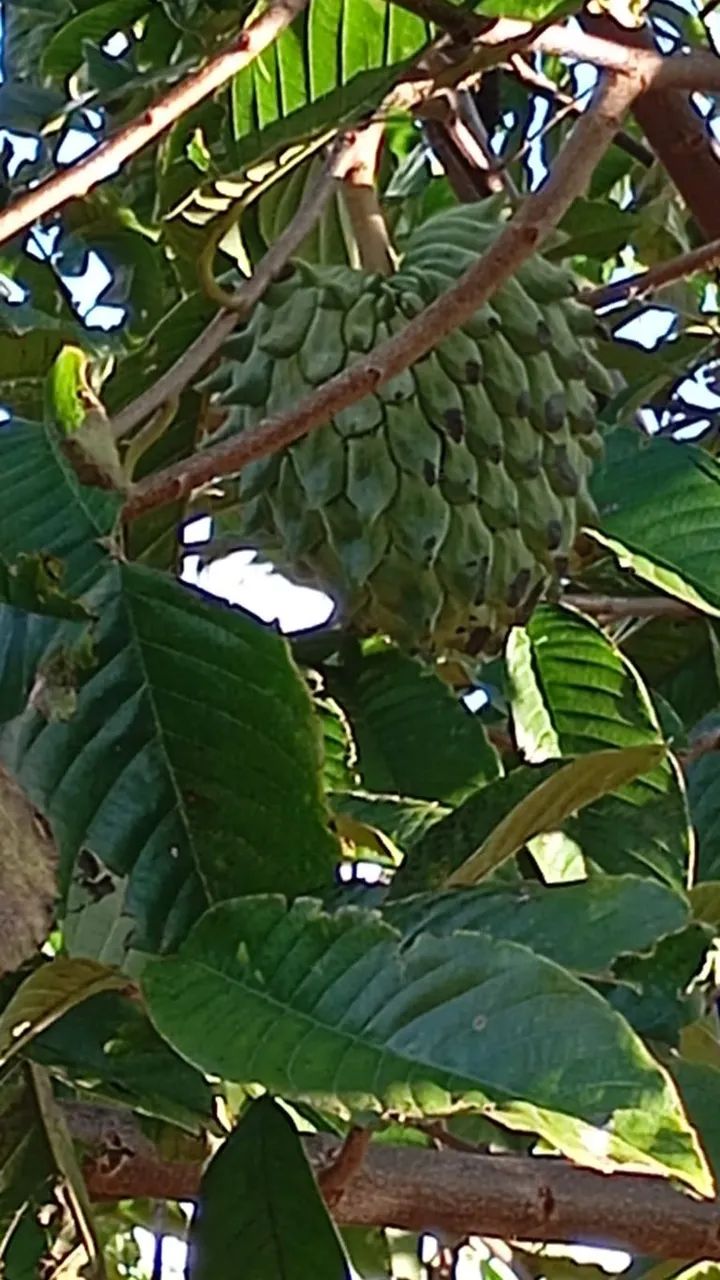 CHÁCARA À VENDA EM MARIALVA/PR  QUALIDADE DE VIDA, ESPAÇO E TRANQUILIDADE - Foto 3