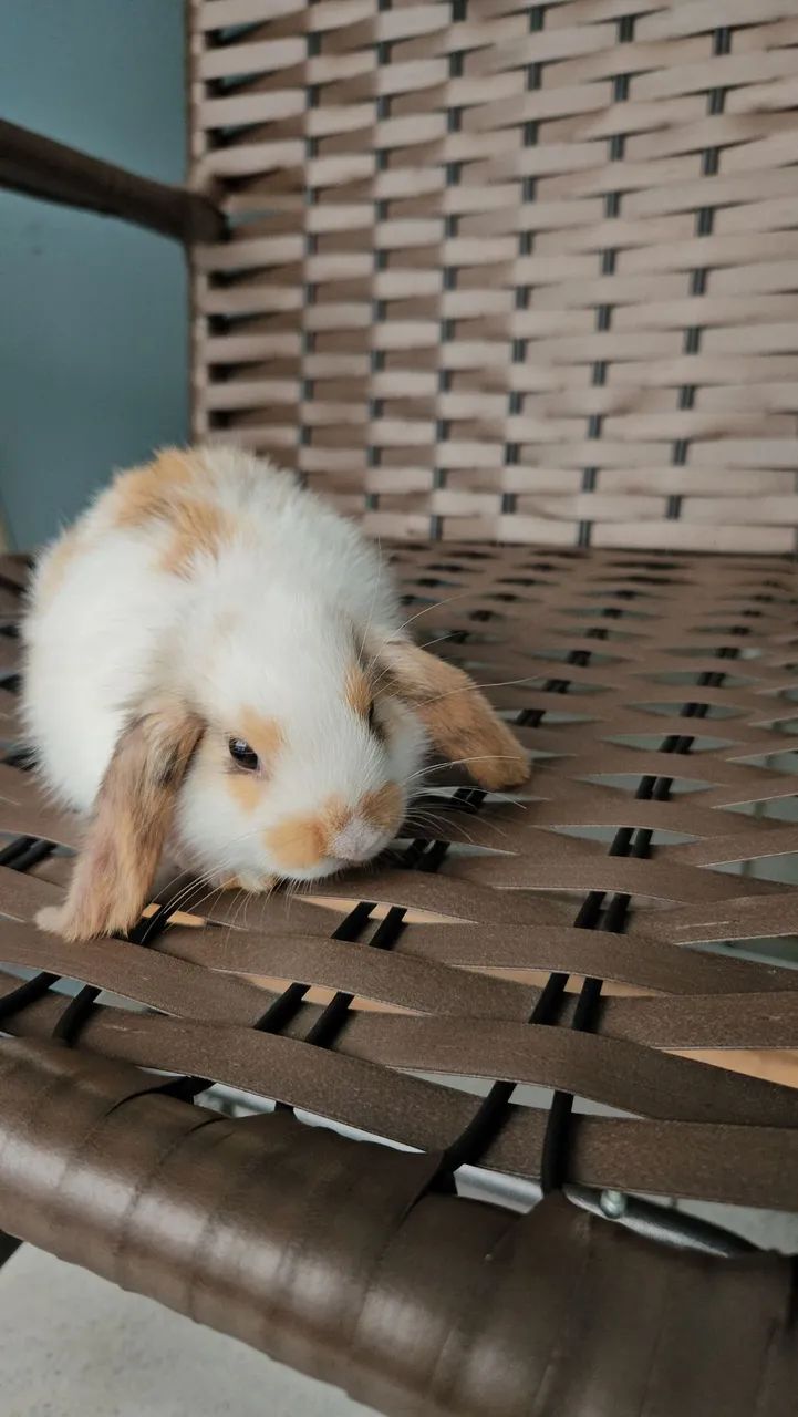 Coelho Mini  - Foto 4