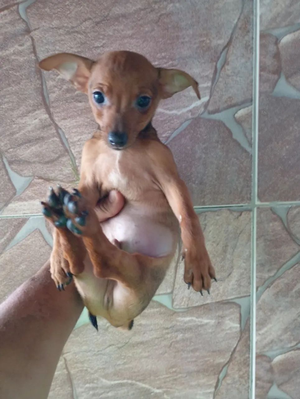 Pinscher Filhotes  - Foto 2