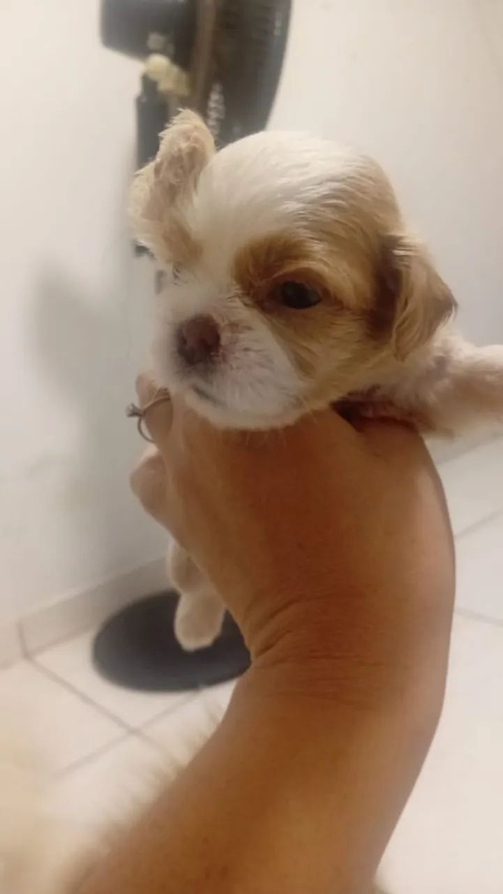 Shitzu machos disponível  - Foto 2