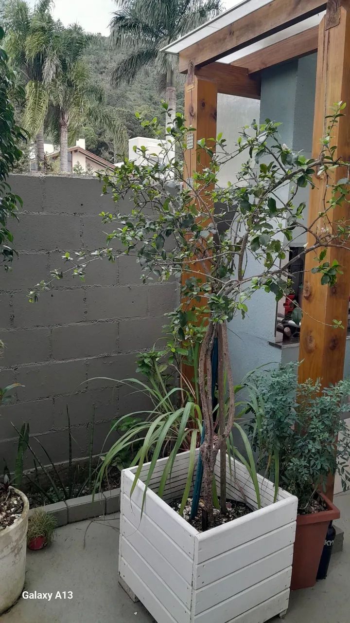 Planta acerola