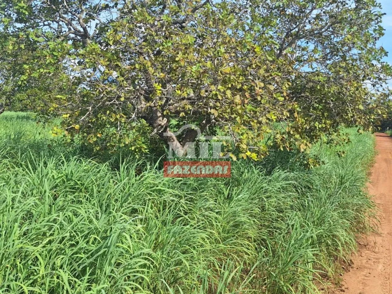 Fazenda 47,3 alqueires ( 228,93 hectares ) Pugmil - Tocantins - Foto 5