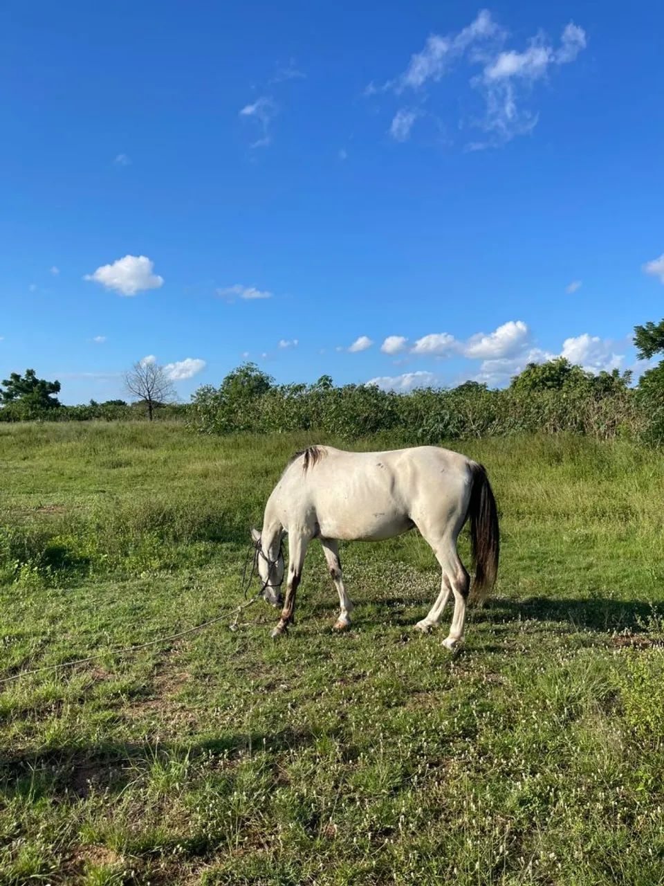 Vendo cavalo baio merengue lindo cavalo manço bom de laço rédia prós dois lados cavalo bom - Foto 2