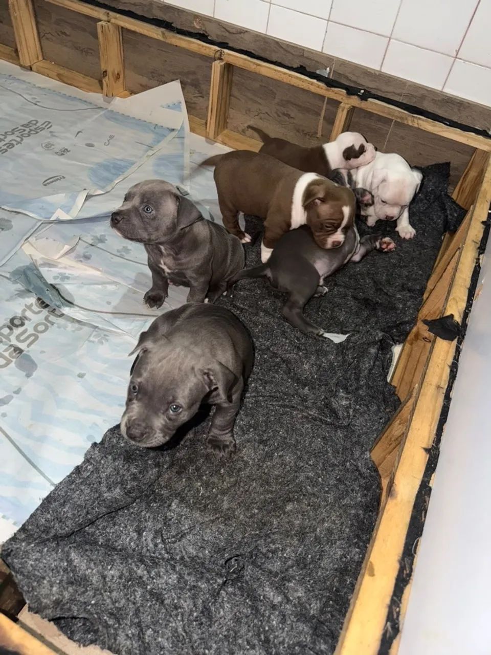 American bully Pocket 