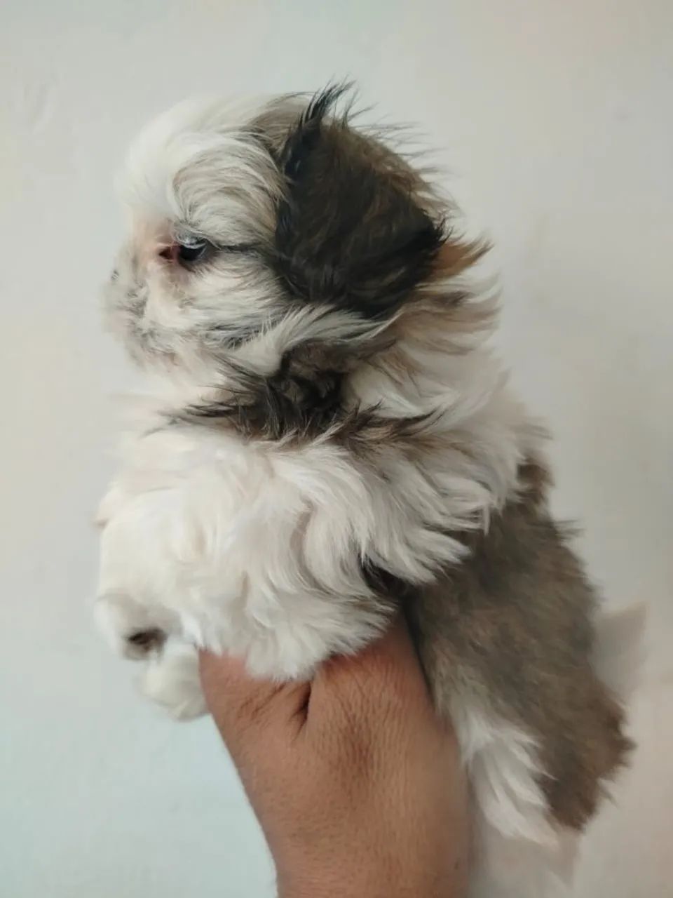 Shtzo mini  - Foto 3