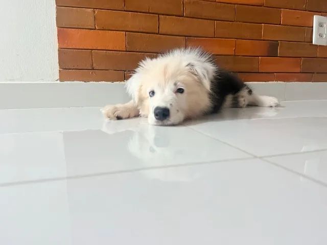 Border collie - Foto 3