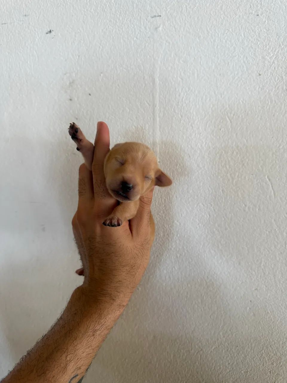 Pincher n0com1  - Foto 5