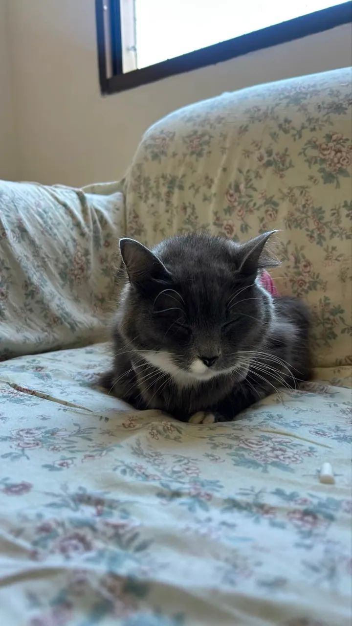 Duas gatinhas para adoção responsável 