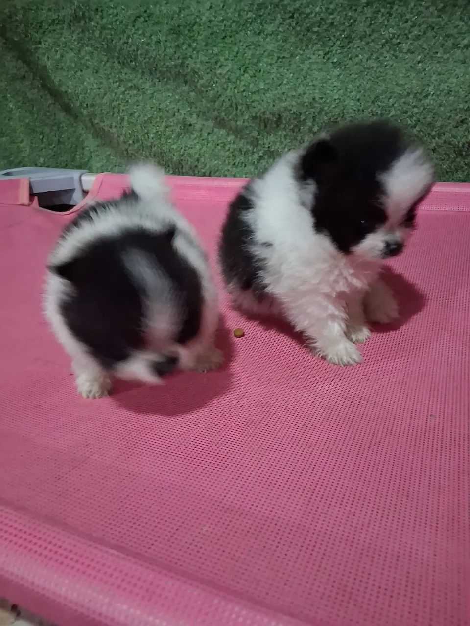 Vendo filhote spitiz alemao - Foto 5