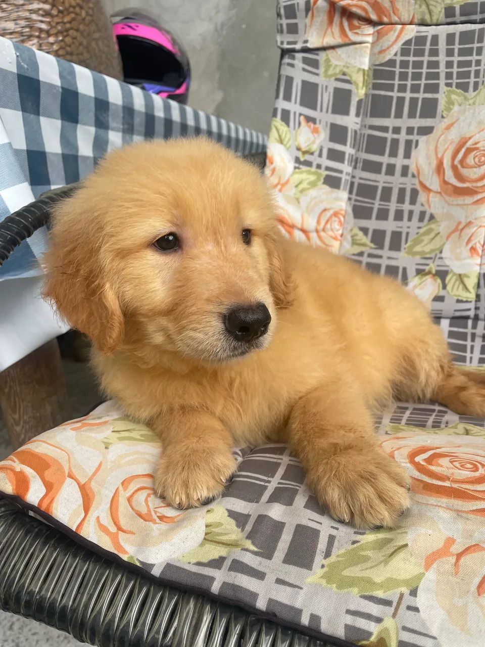 Cachorro  - Foto 2