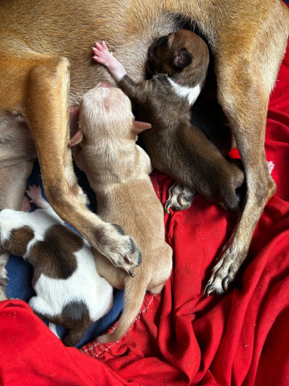 Pinscher 1 - Foto 5