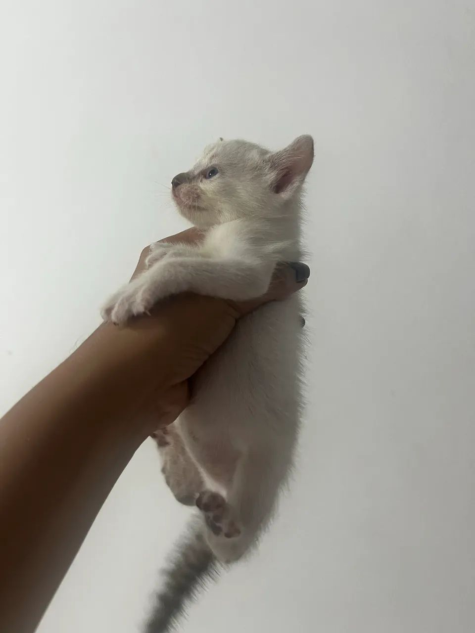 Doação de gato  - Foto 3