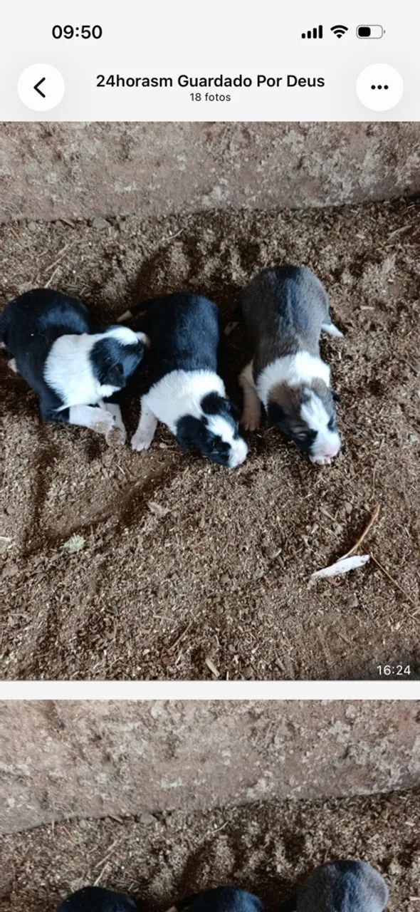 Cachorro  - Foto 2