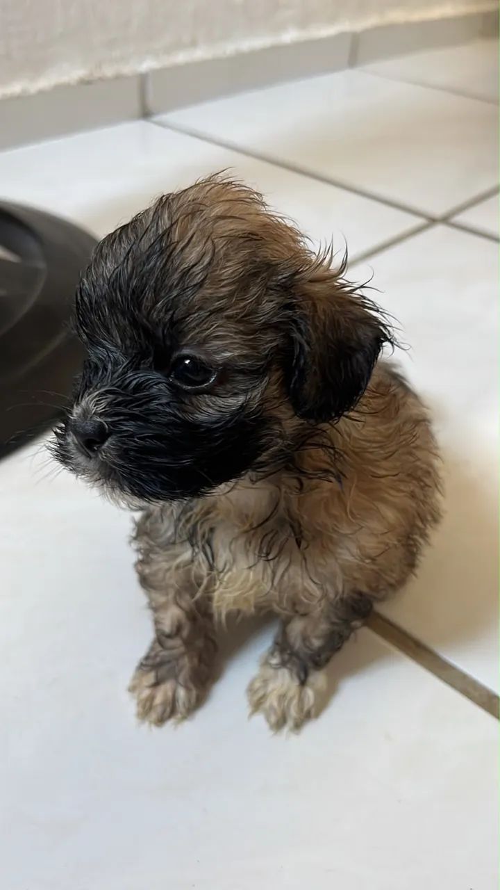 Shitszu com maltês  - Foto 4