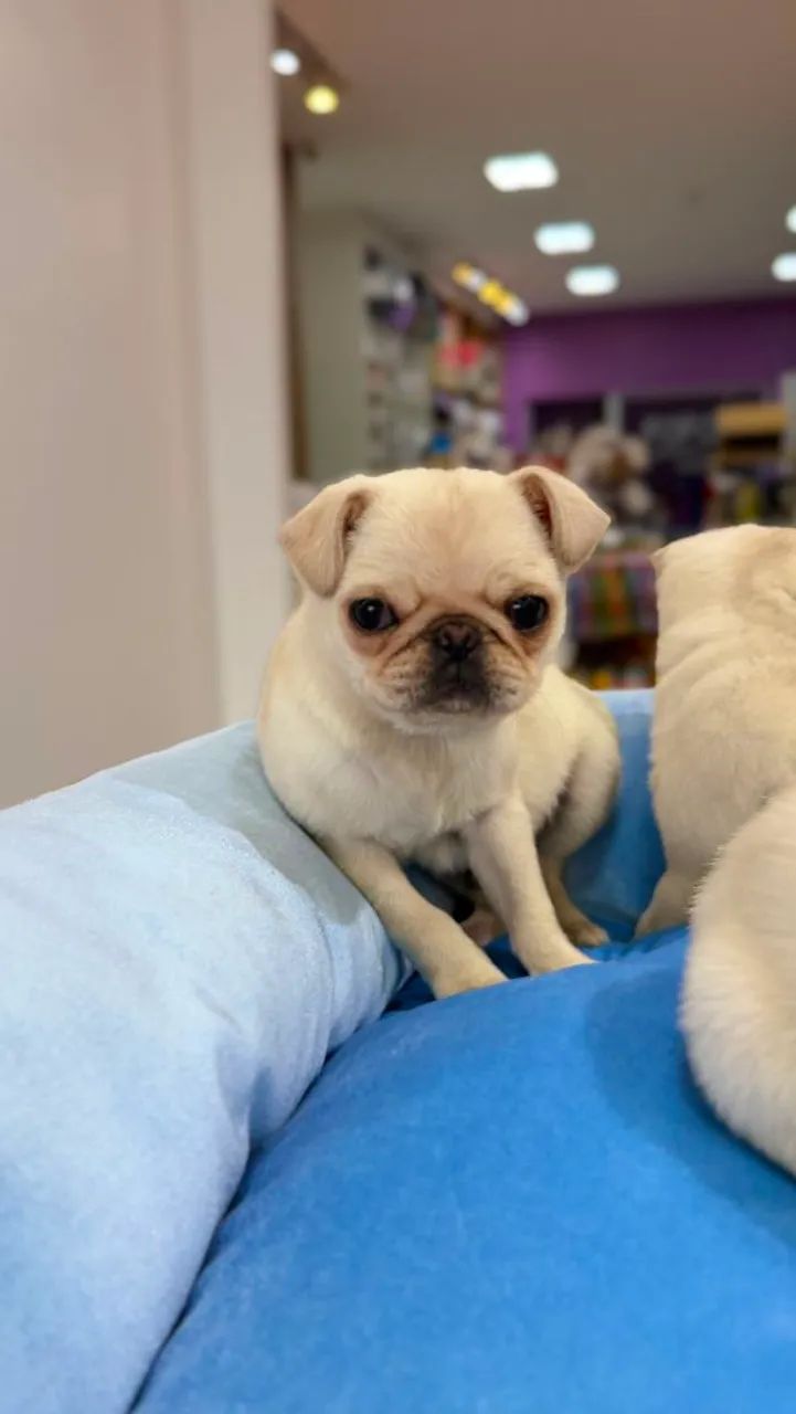 Pug macho  - Foto 2