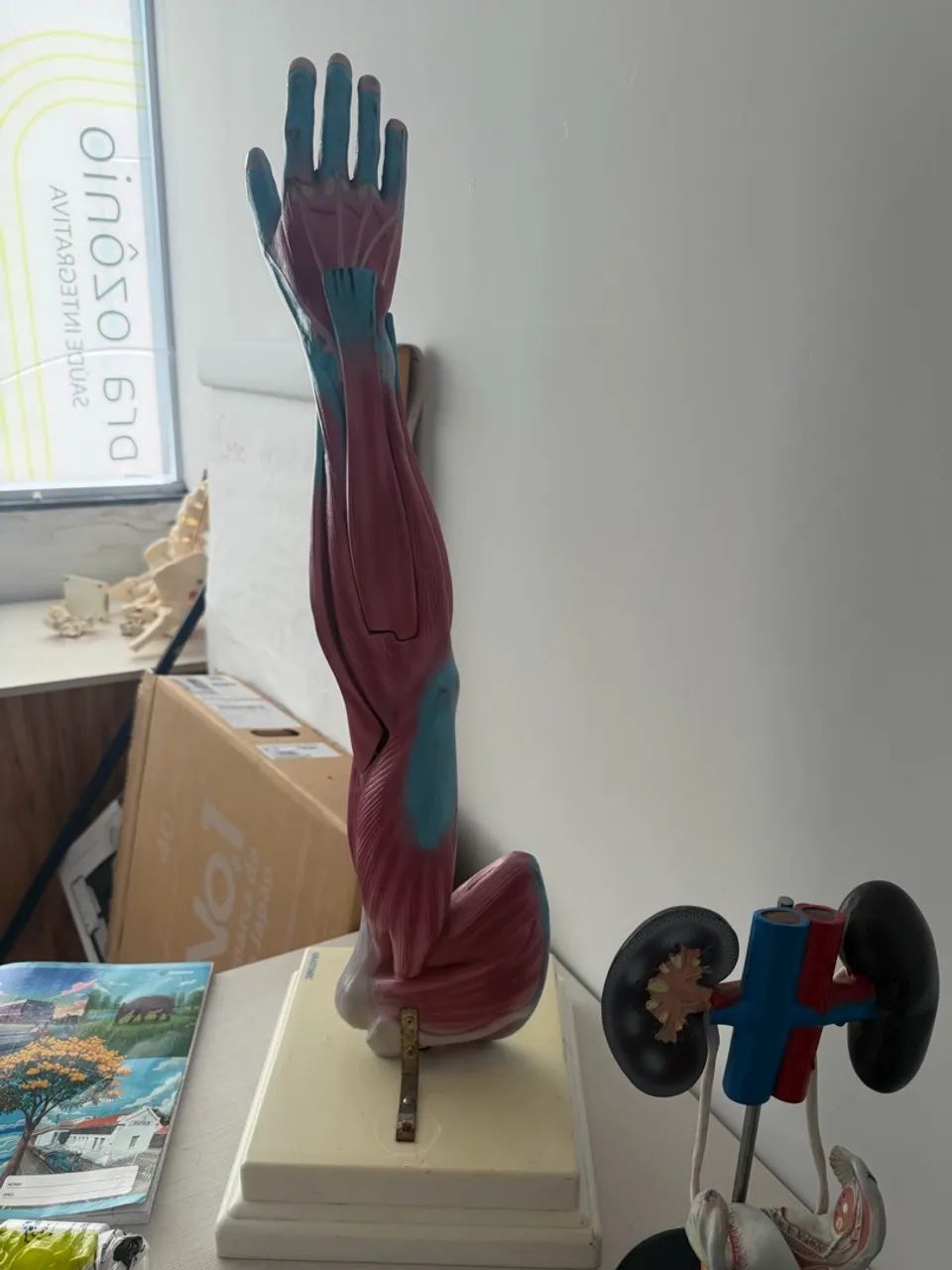 Modelos Anatômicos 
