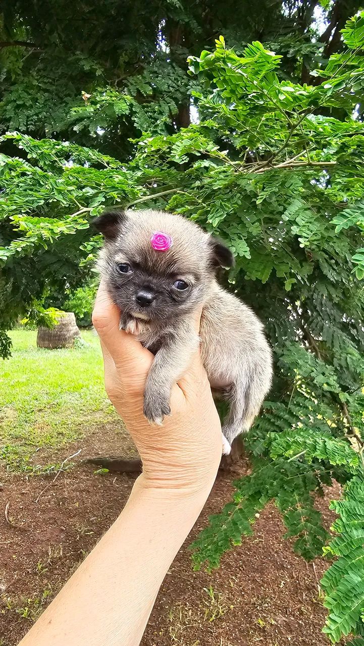 Chihuahua Fêmea minúscula - Foto 4