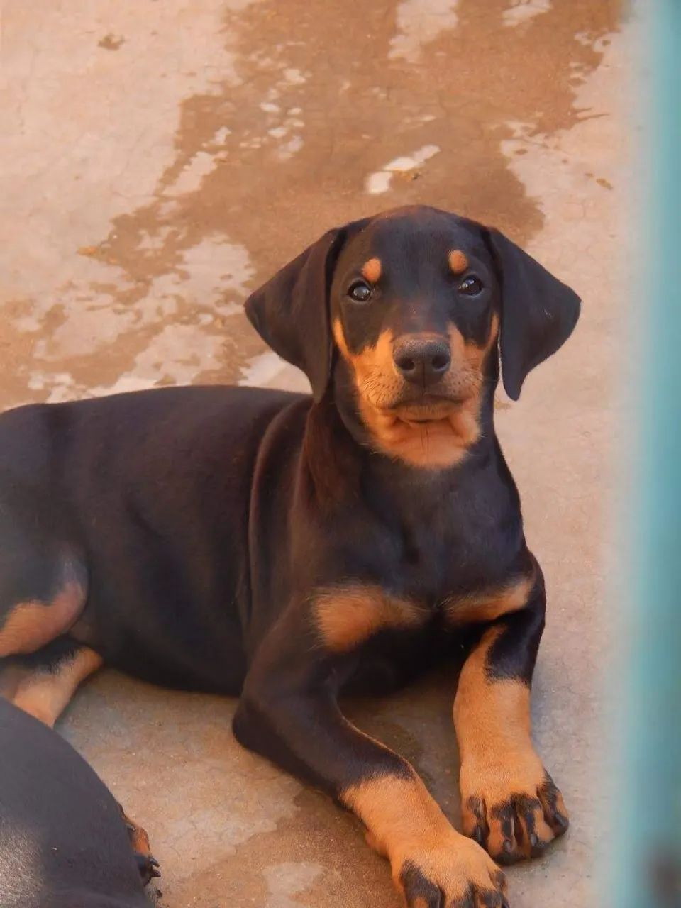 Doberman macho preto - Foto 3