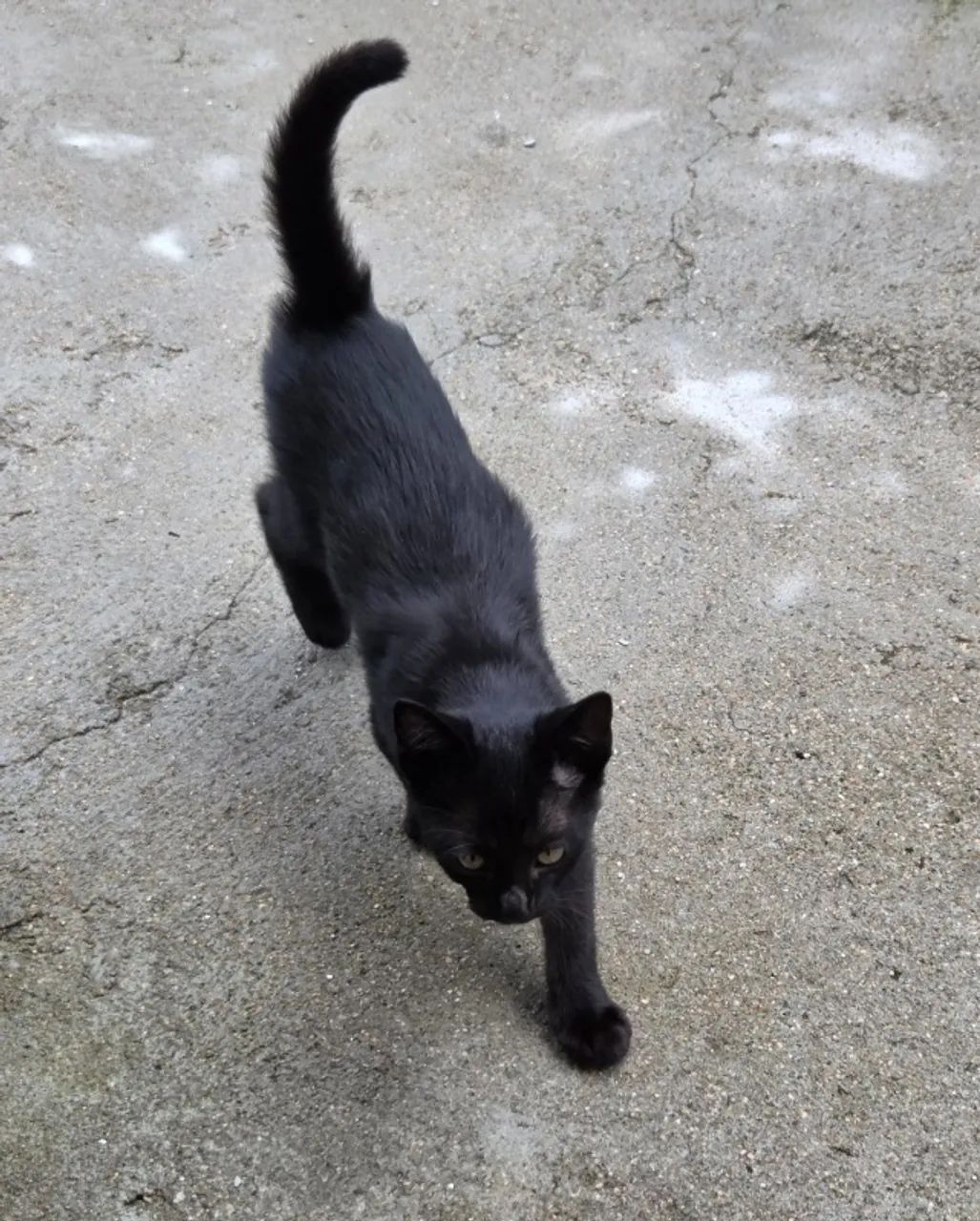 Doa-se gatinha linda, dócil e desmamada - Foto 4